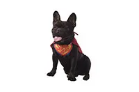 COSTUME-PET-HERO-25780