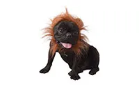 COSTUME-PET-LEONE-25781