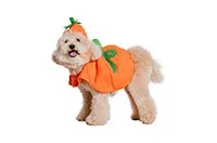 COSTUME-PET-ZUCCA-25782